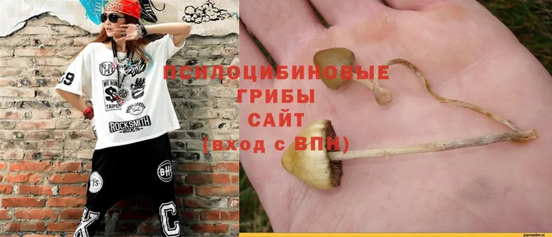 kraken маркетплейс  Пошехонье  Псилоцибиновые грибы Psilocybe 